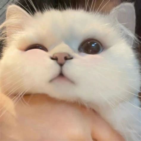 Cute .